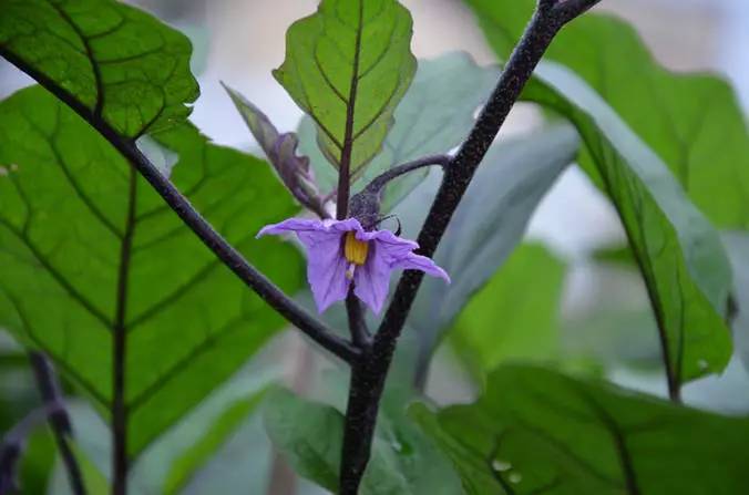 平淡 茄子花