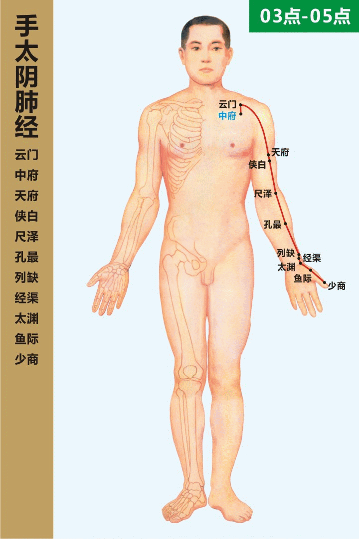 人体十二条高清经络图