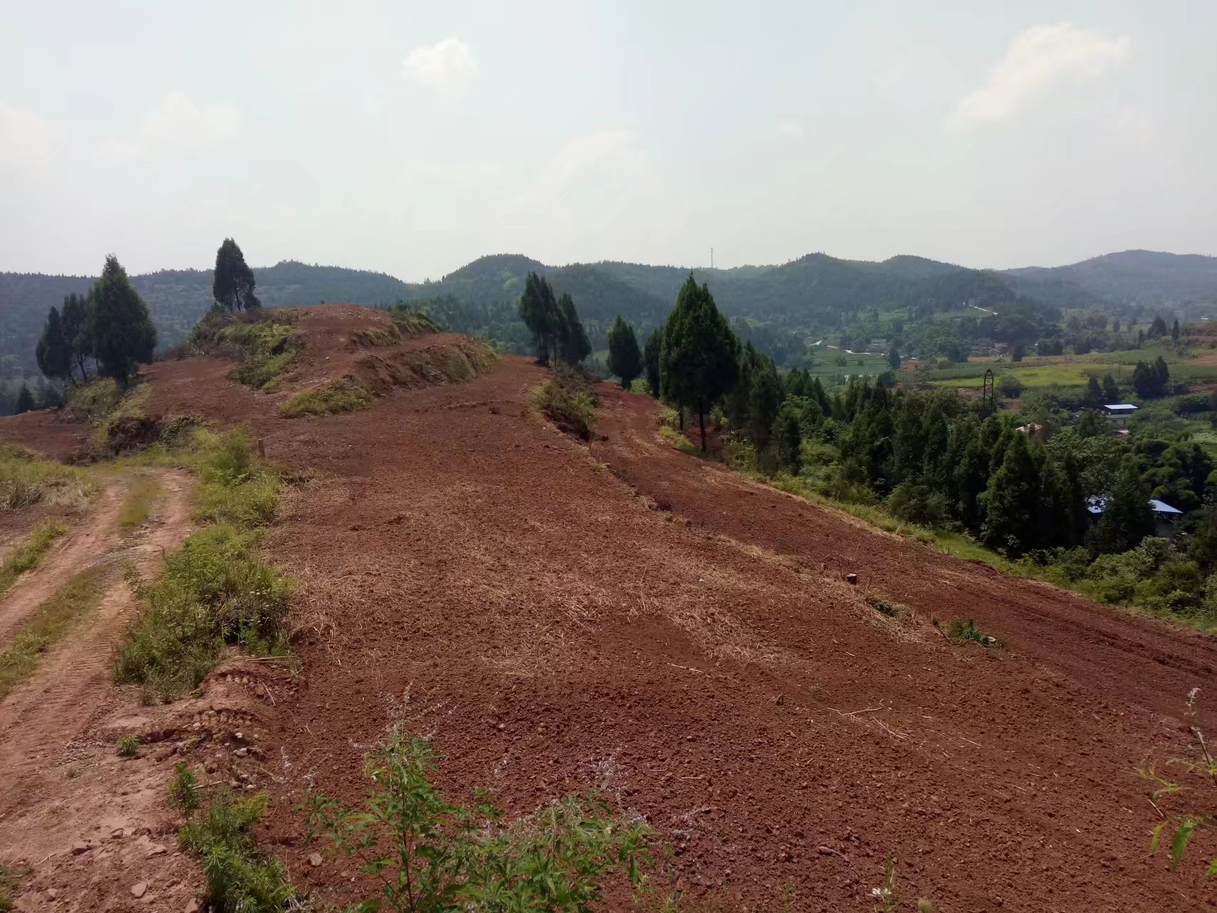 野岭 听说啊 龙泉那边全镇的11个村和1个社区的荒山野地