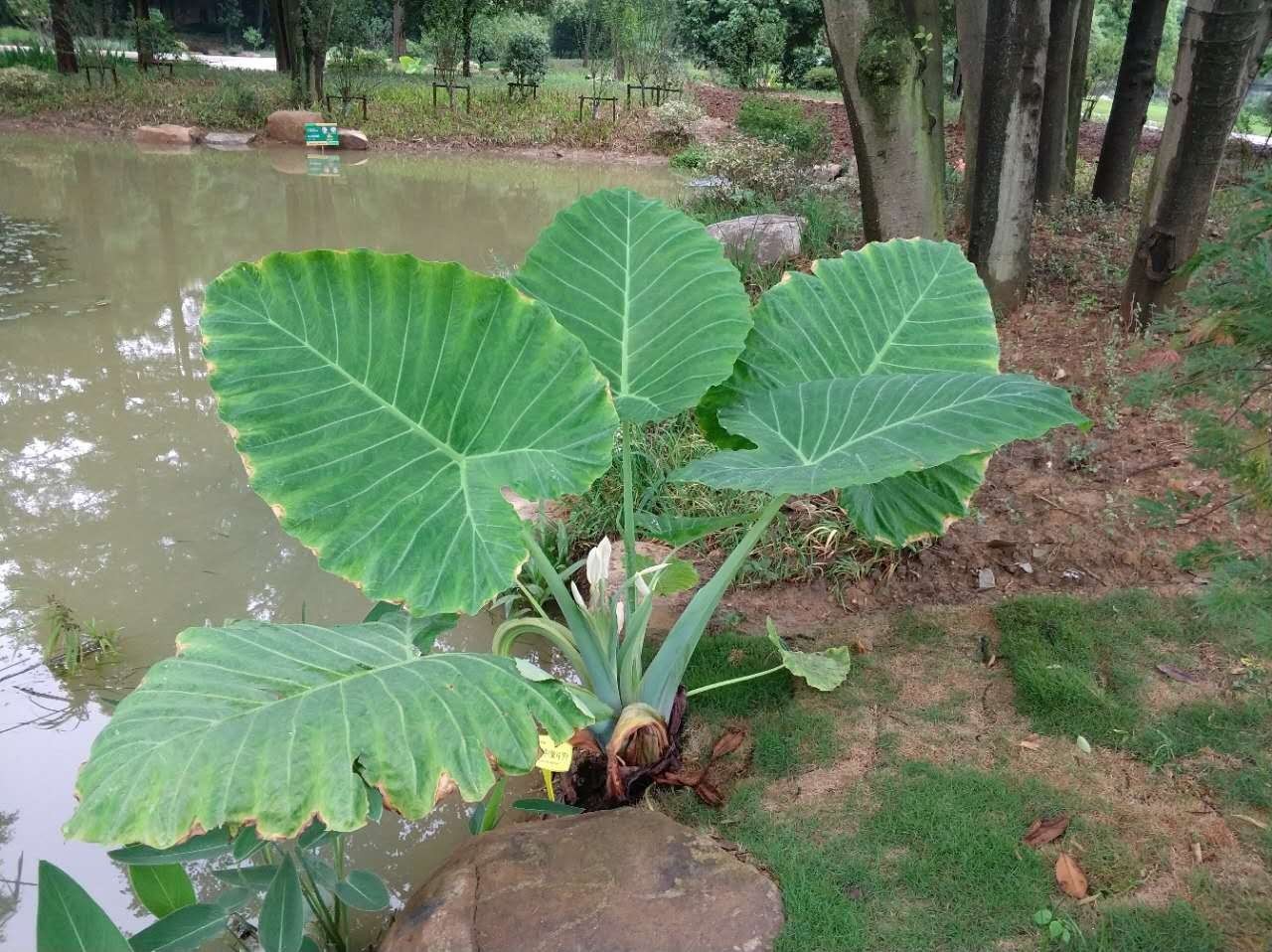 相约自然,与水生植物的一场亲密邂逅