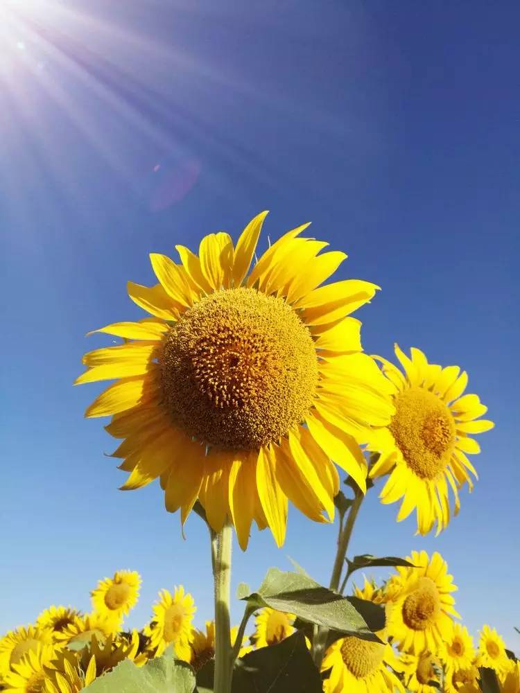 【花花视界?向阳花节】向阳花开 我一直在 你是否来