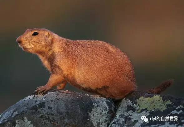 rlyl物种说今日黑尾土拨鼠blacktailedprairiedog