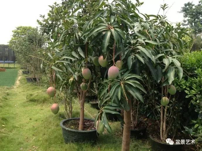 【盆景艺术】芒果树的栽培特点