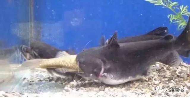 黄南藏族自治州水族馆一张流鲨鱼嘴立达七彩 三色锦鲤鱼 第1张
