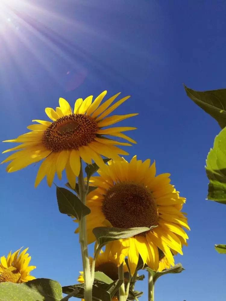 【花花视界?向阳花节】向阳花开 我一直在 你是否来