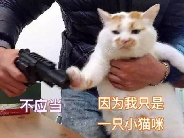 最近很火的猫咪表情包