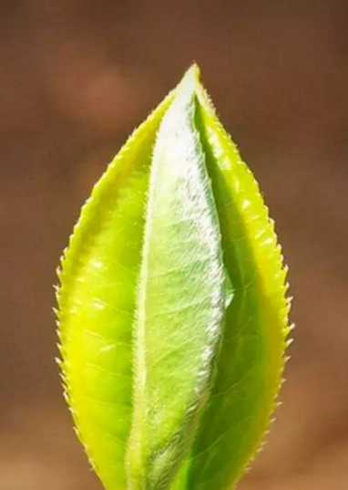 邦崴正山古树茶的特点