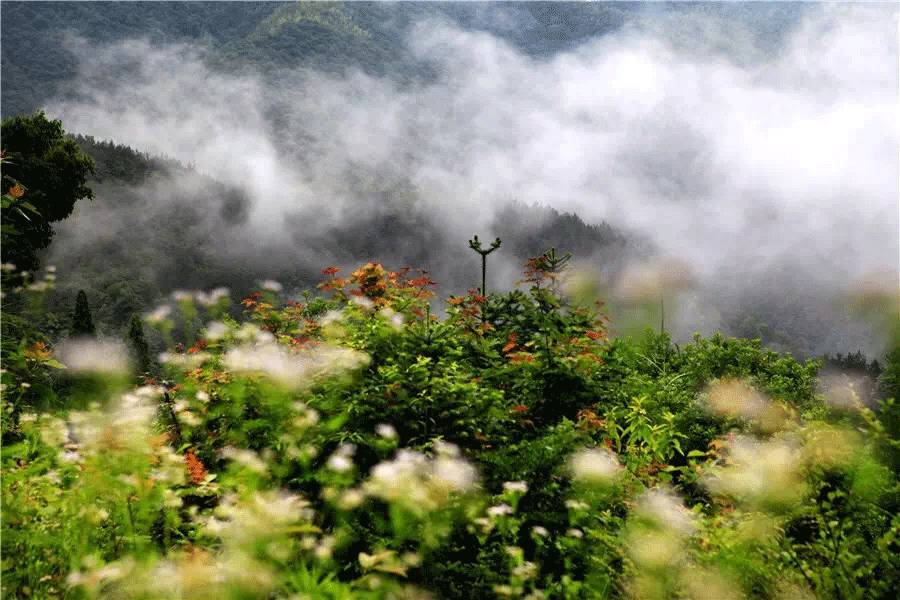 天台有多少人口_天台人,家门口这个高颜值的公园你逛过吗(2)