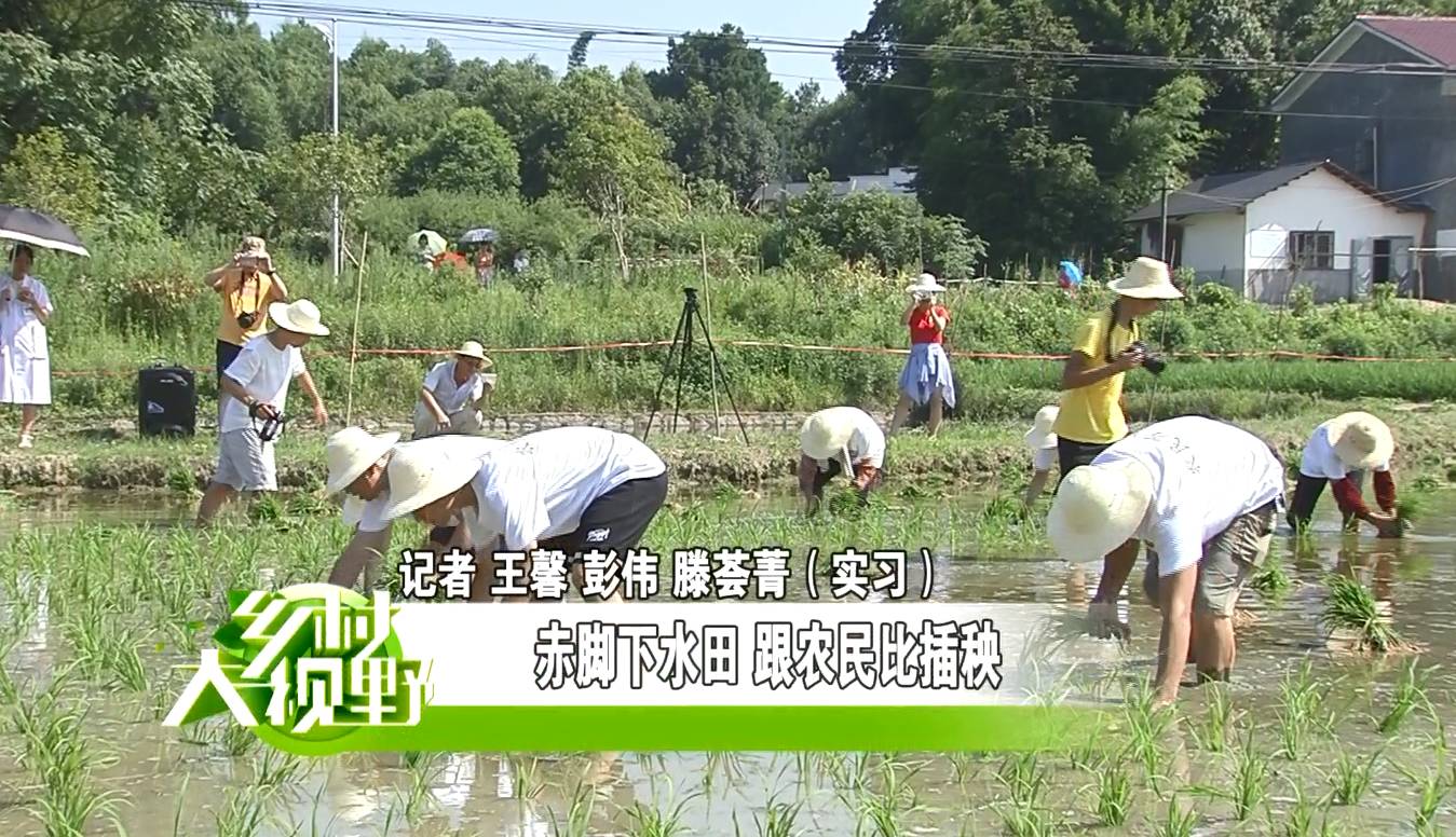 赤脚下水田 跟农民比插秧