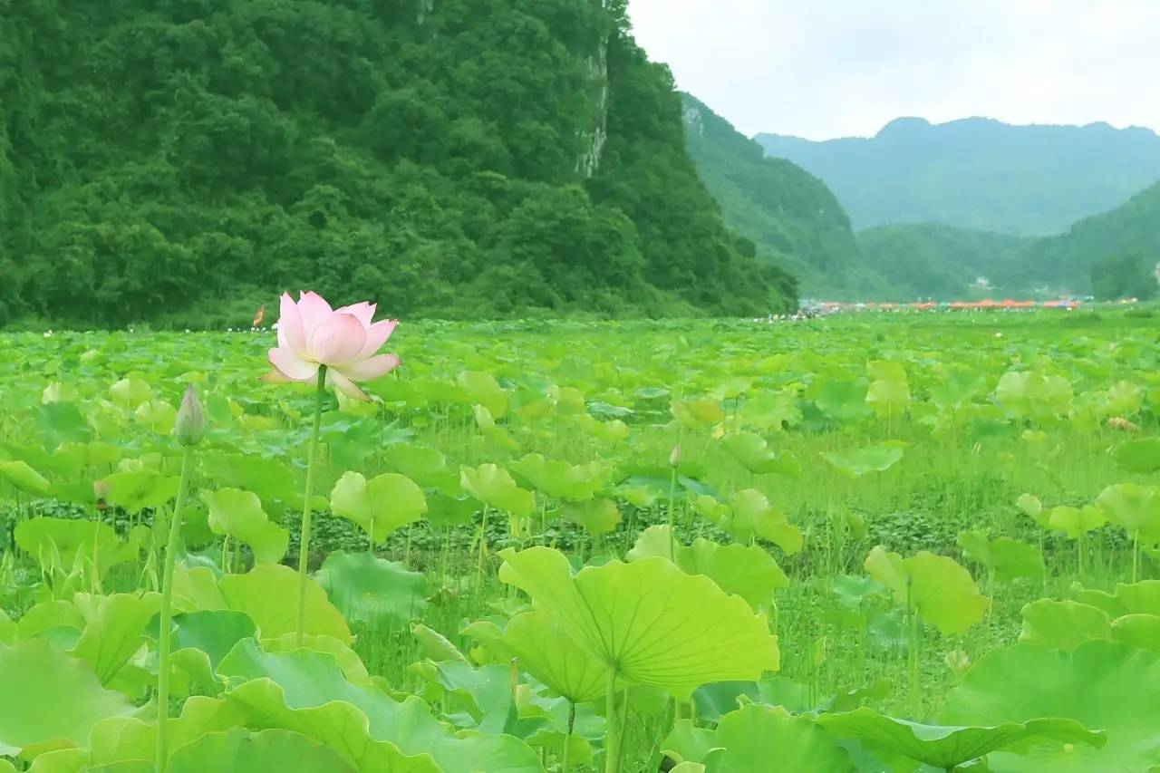 "七月,进入盛夏的普定县化处镇水井村,千亩荷花进入盛花期,荷花竞相