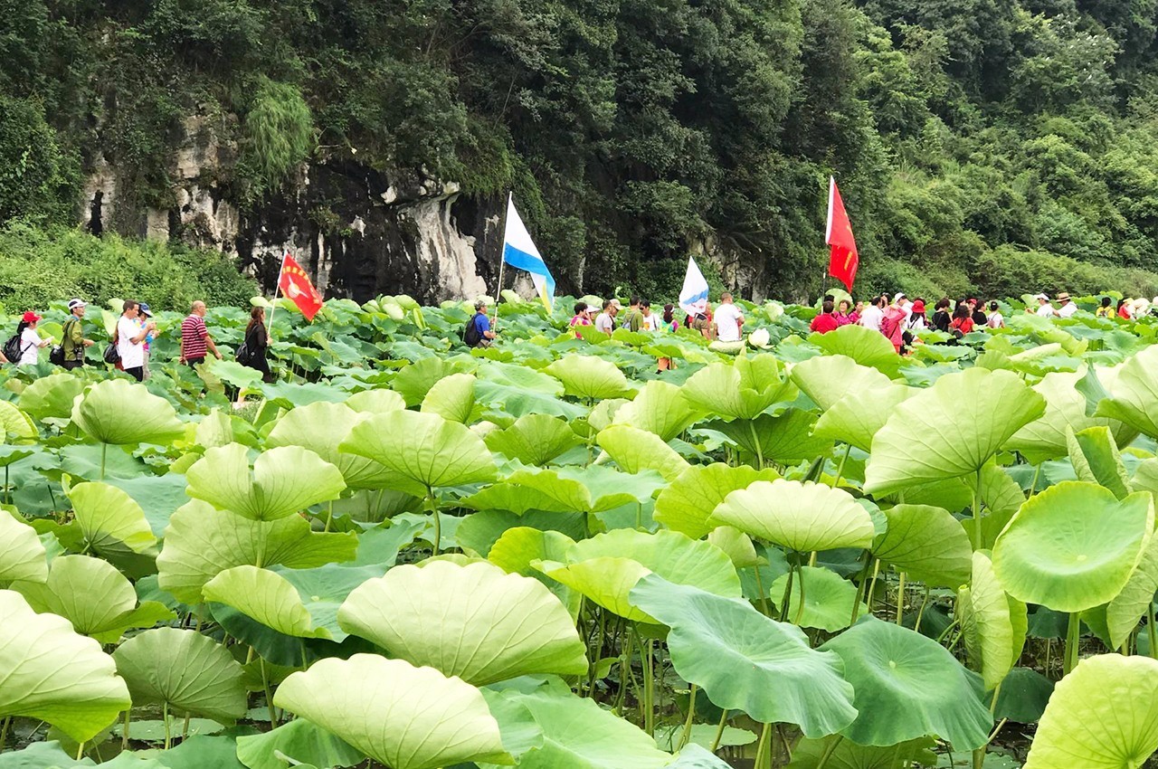 脱贫攻坚大比武普定水井村千亩荷花开盛夏迎客来