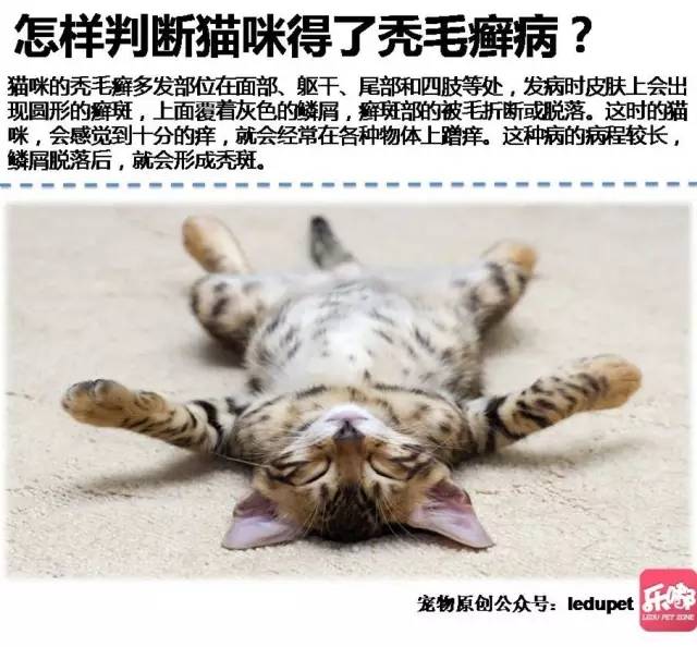 皮肤秃了一块就是秃毛癣?教你正确判断,防治猫主子的