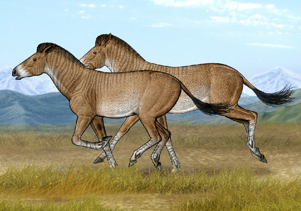 马在进化过程中不断改变着身体的各个方面:其体型越来越大,腿脚伸长