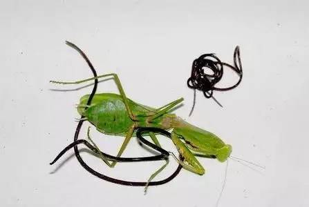 ▼寄生在螳螂体内的铁线虫(注:以下图片可能会引起各位不适)▼因它