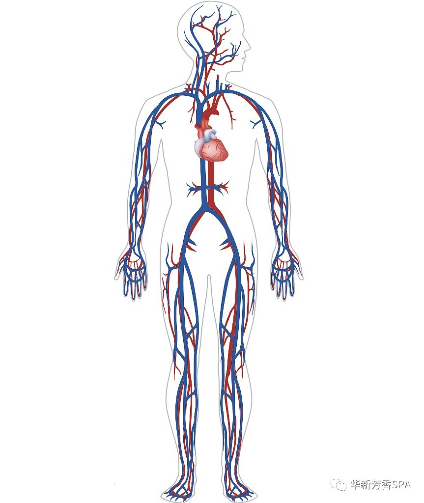人的"第二心脏" why 2 腿部血液不畅——静脉曲张 腿部静脉回流 主要