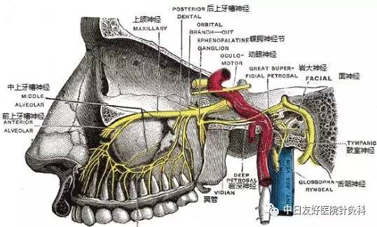 藏于翼腭窝内,距离鼻腔外侧壁1-9mm,靠近蝶腭孔,位于翼管和圆孔的前方