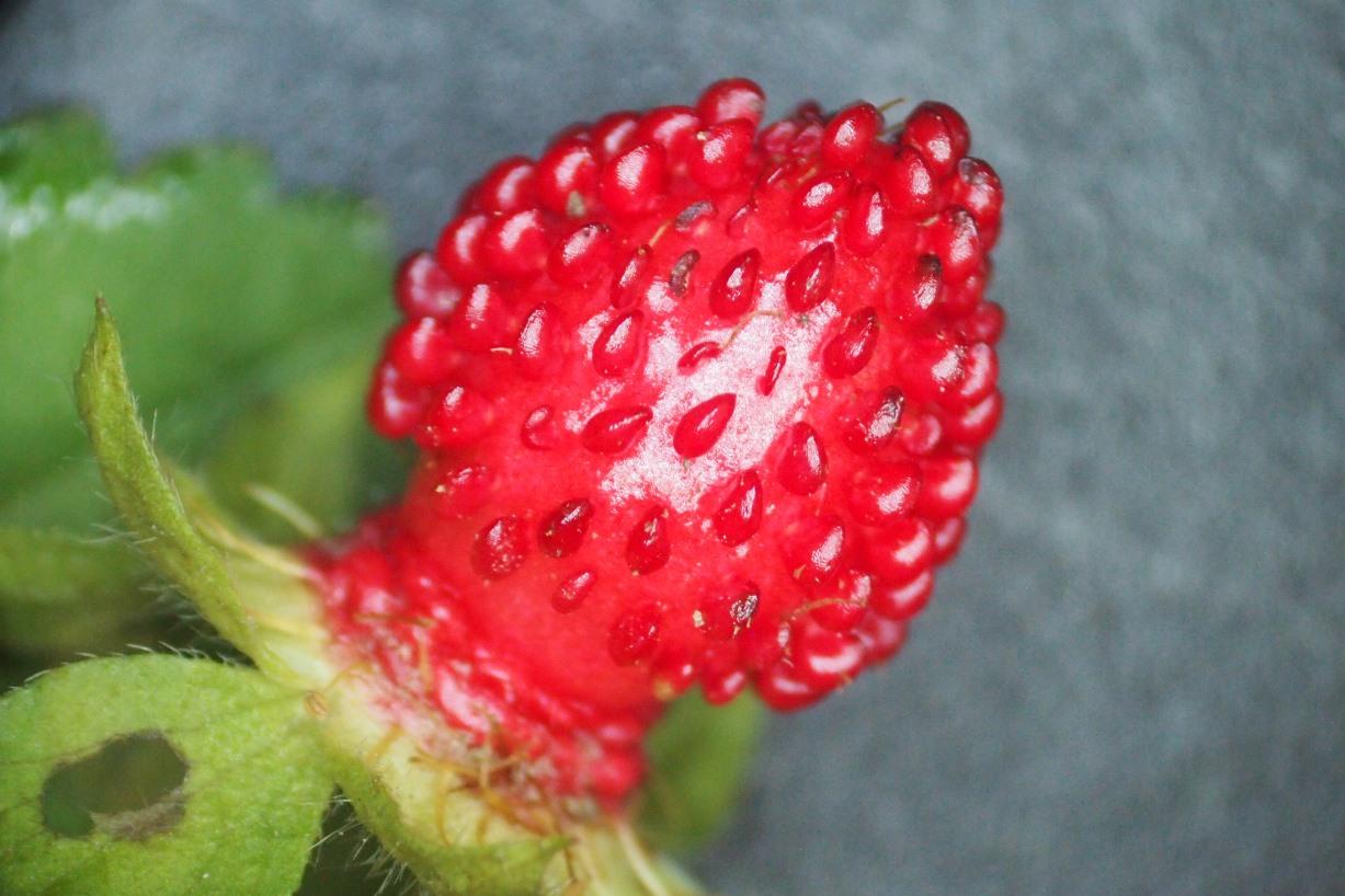 蛇莓和野草莓的区别 - 花百科
