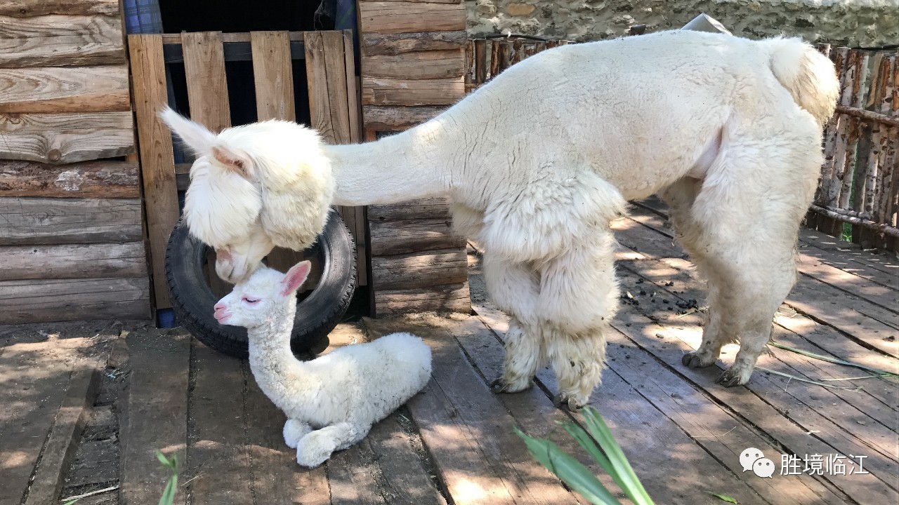 虽然出生才一天多,但小羊驼已经能够行动自如了.