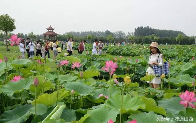 从太原出发上高速,在临汾高速口下,走大运一级路便可看见荷花公园交通