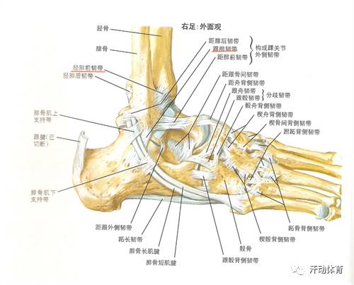 裸关节的结构