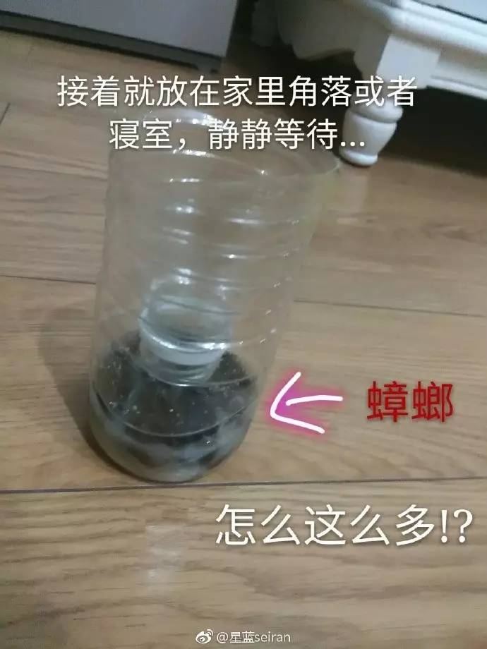 网友自制零成本捕蟑螂神器:可乐瓶 白糖 洗洁精