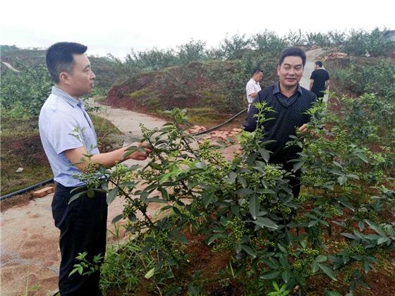 大足区季家镇建设美丽乡村,发展花椒产业.特约通讯员 谭显全 摄