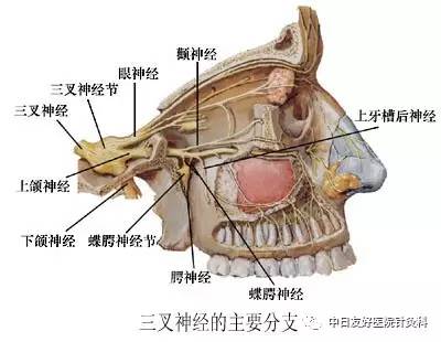 而蝶腭神经节是人体最大的副交感神经节,藏于翼腭窝内.