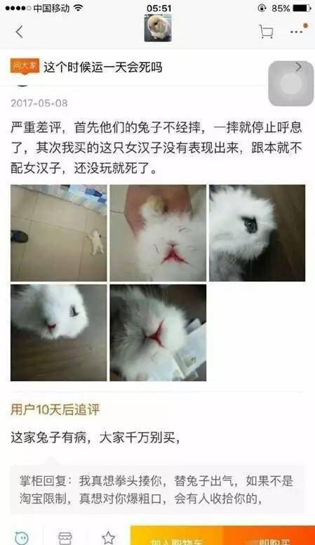 愤怒了!买家网购萌兔后摔死,反咬店家的兔子不经摔