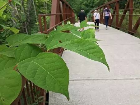 恐怖植物多伦多蔓延 能让你家房子贬值 还曾把人逼疯 星岛加拿大都市网多伦多