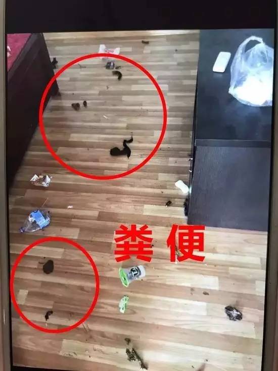 怒!18岁少女出租屋屎粪满地,两只爬满蛆虫的狗狗尸体被压在沙发下!