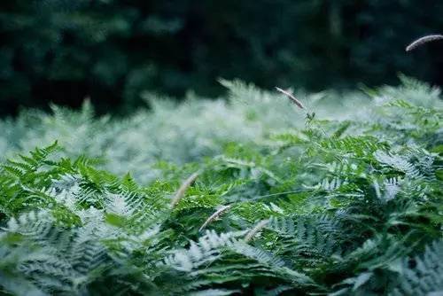 听|《微风细雨》静谧舒缓,让心灵在此栖息