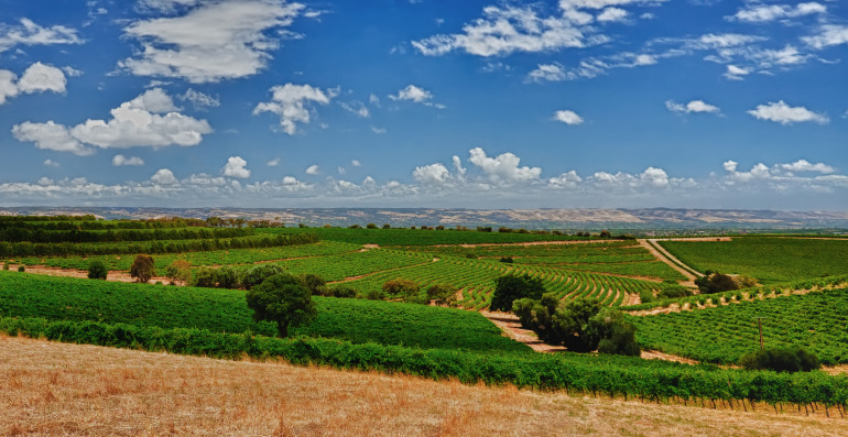 主要子产区:麦克拉伦谷(mclaren vale,兰好乐溪(langhorne creek)