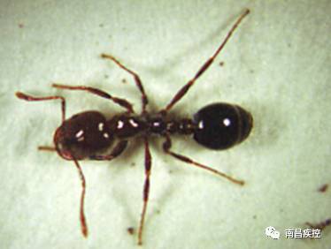 火蚁分类至今仍以工蚁尤其是兵蚁的描述为主,红火蚁兵蚁体桔红色