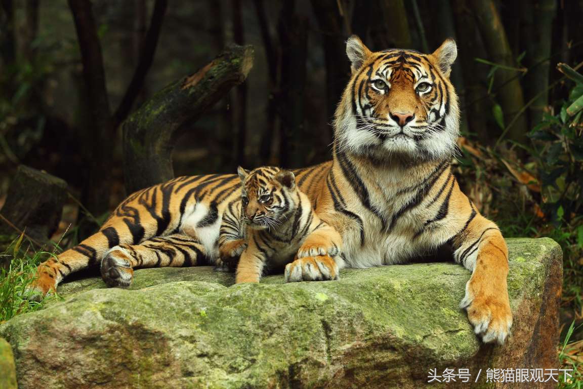 【事实7】老虎是世界上最大的猫科动物,其身体的长度可以长到3.