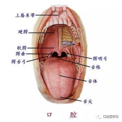 几张清楚的口腔解剖图附加牙齿记忆口诀