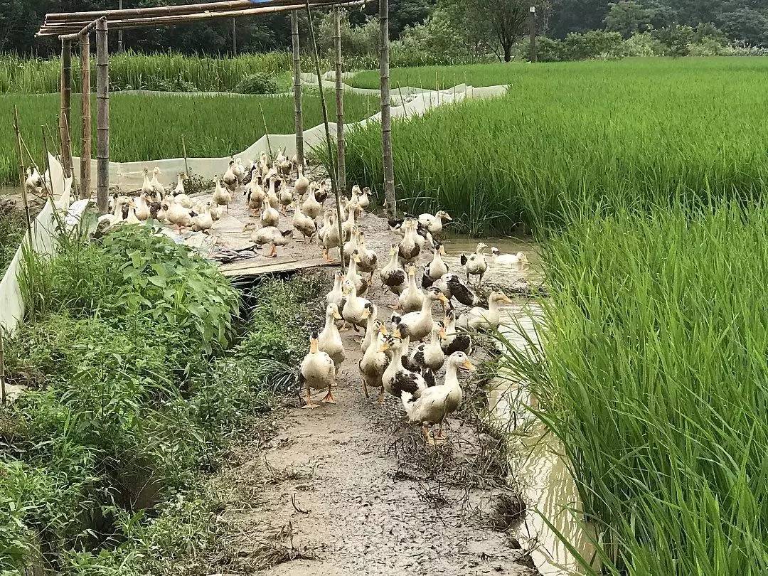 高塘稻田鸭火热预售中,海南热带吊蔓西瓜势头刚过,鸭子的故事又要来了