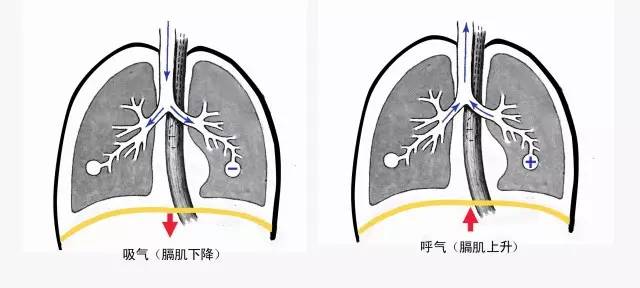 呼吸主要由呼吸肌群的运