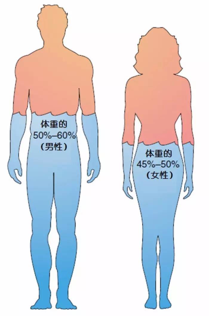 事实上,人体内的水分,会自然的在24小时内产生波动.