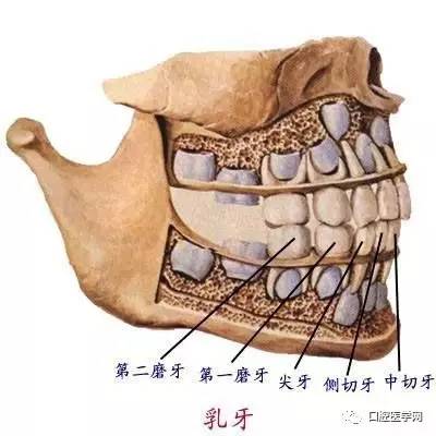 几张清楚的口腔解剖图附加牙齿记忆口诀