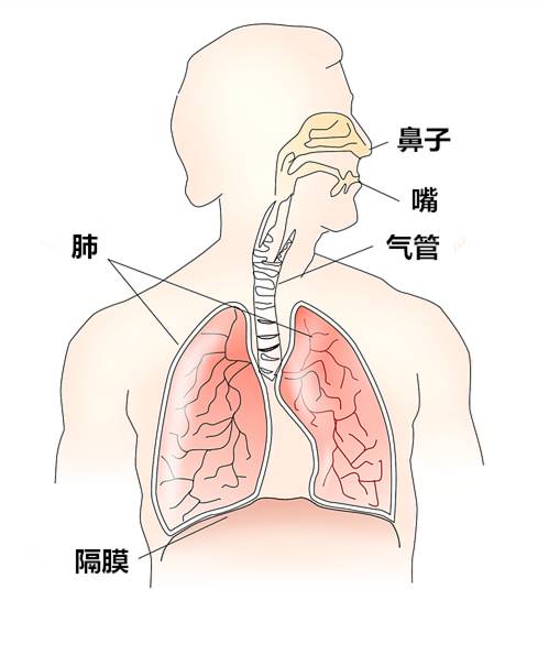 呼吸主要由呼吸肌群的运动而完成,其中最重要的部位就是分隔胸腔和