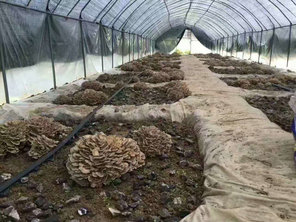 瑞昌繁农四季栗磨种植基地,探访长在地上的美味