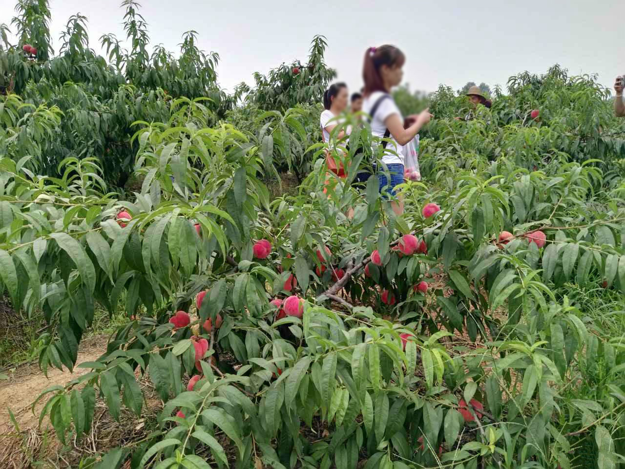 孩子们从果树上摘桃子吃照片摄影图片_ID:161887640-Veer图库