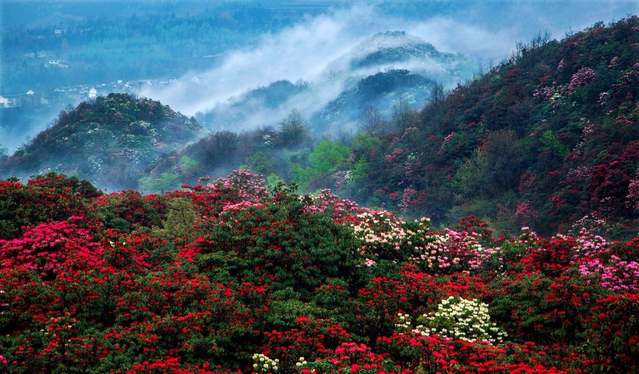 毕节总人口_毕节百里杜鹃图片