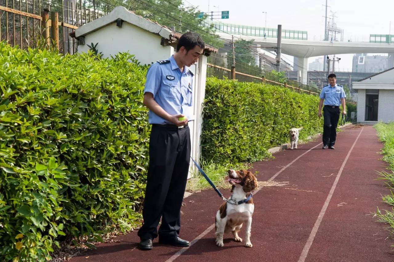 要训练一条合格的警犬,可没有那么容易!