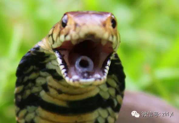 【rlyl物种说】今日--莫桑比克射毒眼镜蛇(mozambique spitting cobra