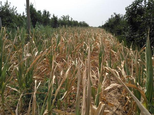 近期的持续大旱,导致晋南农作物严重减产