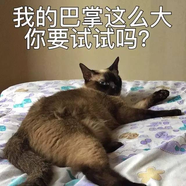 老子吸猫,你吸猫嘞表情包