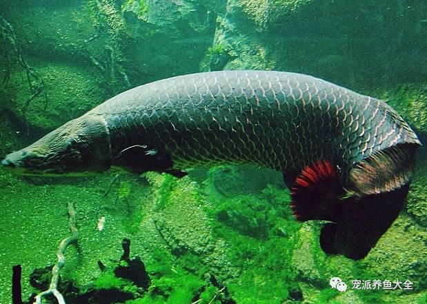 每日一鱼 | 巨骨舌鱼,水族界里的大家伙!