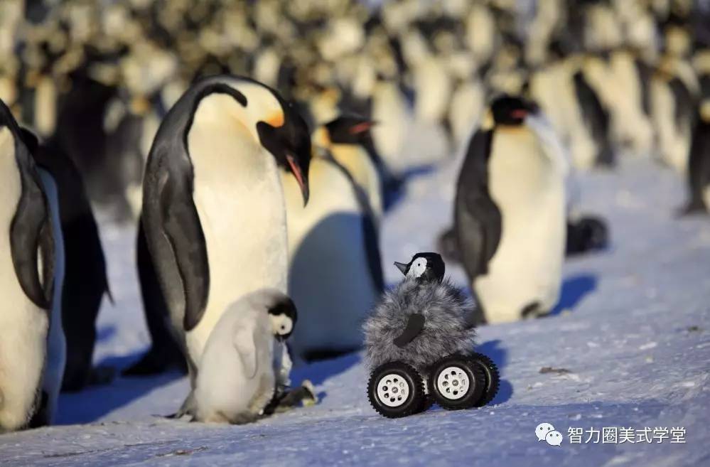 生活在亚南极海岛上的跳岩企鹅,以及生活在寒带南极的帝企鹅进行了