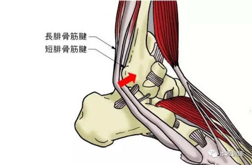 脚部筋腱